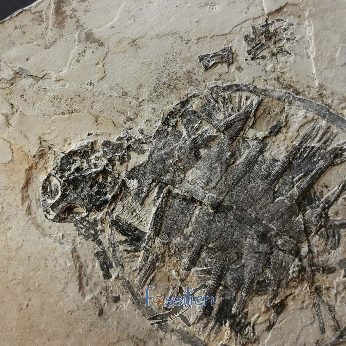 Grad Turtle Museum grade turtle from Lower Cretaceous - Changmachelys Bohlini ...