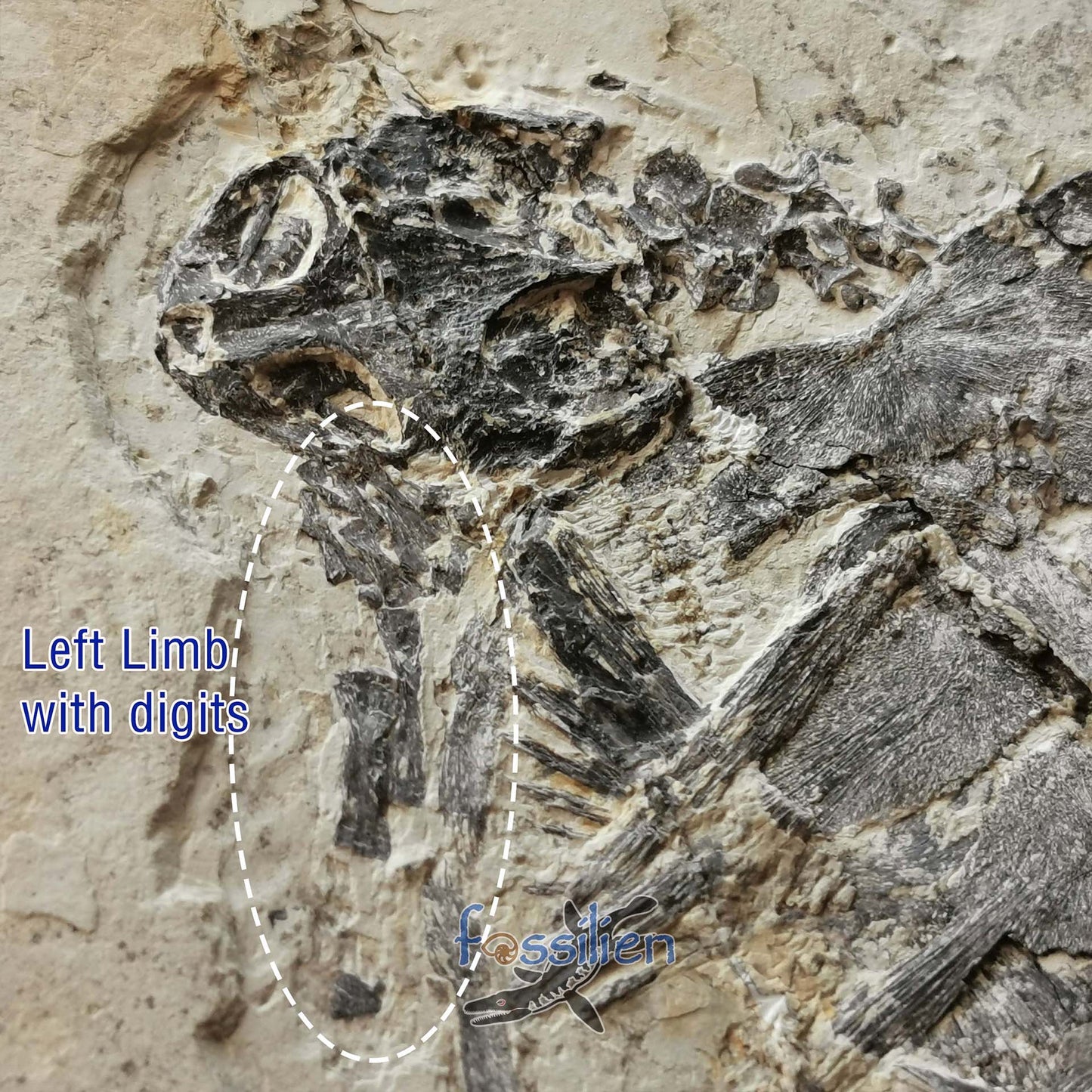 Museum grade turtle from Lower Cretaceous - Changmachelys Bohlini