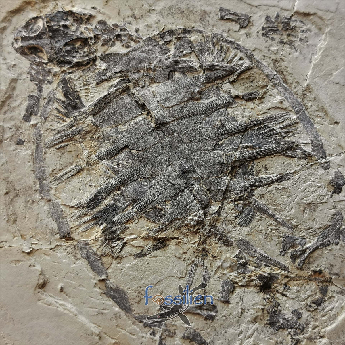 Grad Turtle Museum grade turtle from Lower Cretaceous - Changmachelys Bohlini ...