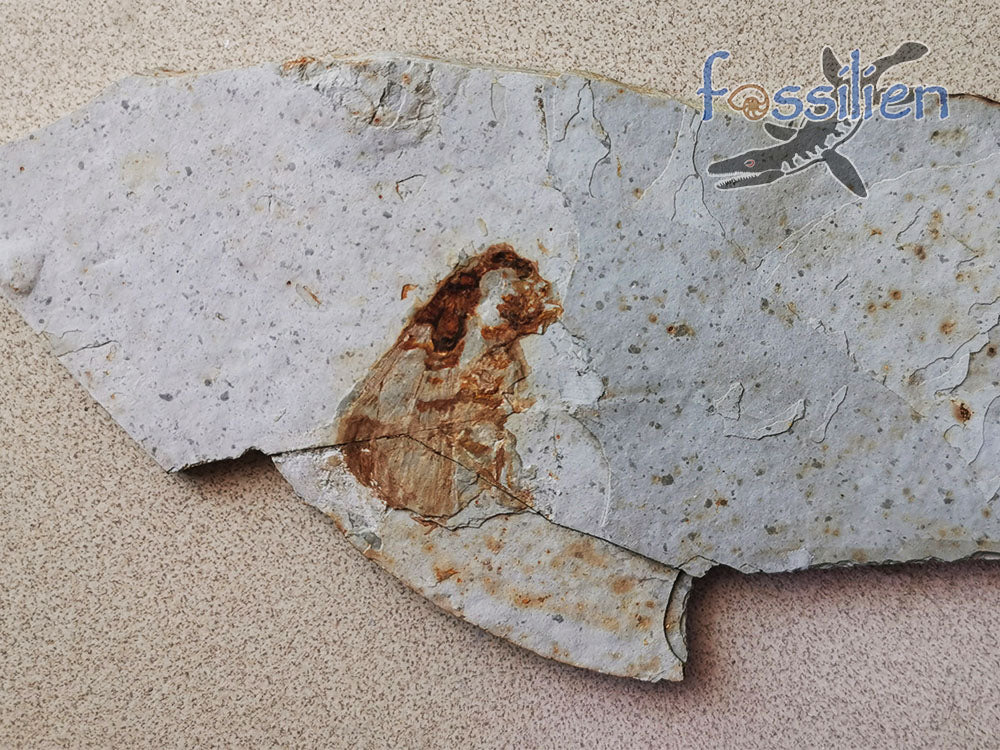 Rare Long nosed cicada (Canthigaster Cicada Fulgoromorpha) fossil insect