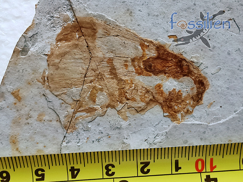 Rare Long nosed cicada (Canthigaster Cicada Fulgoromorpha) fossil insect