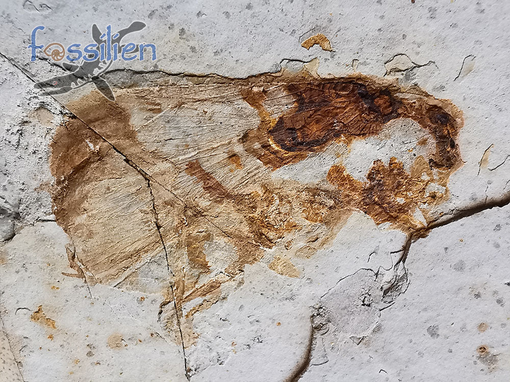 Rare Long nosed cicada (Canthigaster Cicada Fulgoromorpha) fossil insect