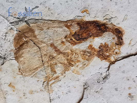 Rare Long nosed cicada (Canthigaster Cicada Fulgoromorpha) fossil insect