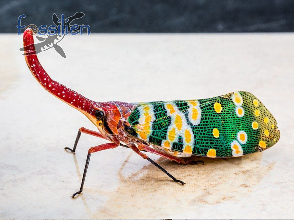 Rare Long nosed cicada (Canthigaster Cicada Fulgoromorpha) fossil insect