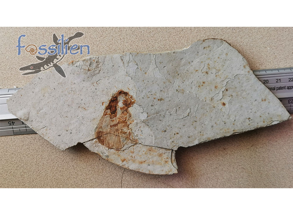 Rare Long nosed cicada (Canthigaster Cicada Fulgoromorpha) fossil insect