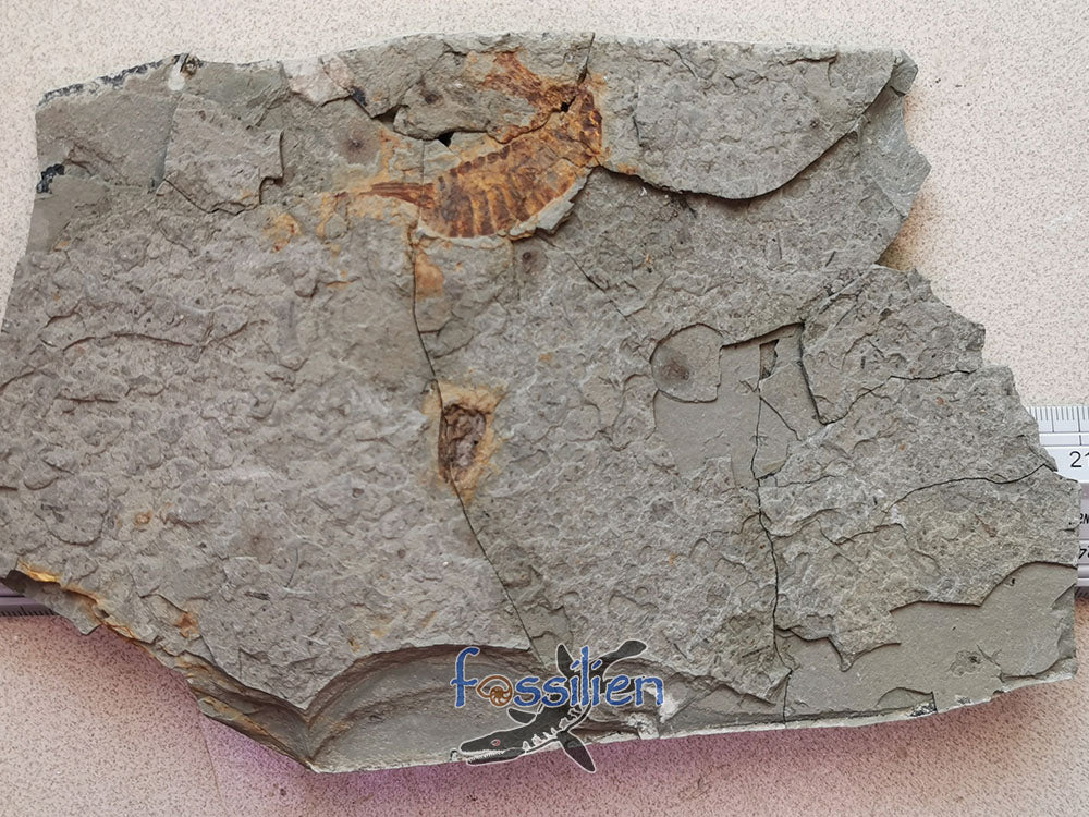 Rare Grasshopper Fossil Insect Specimen