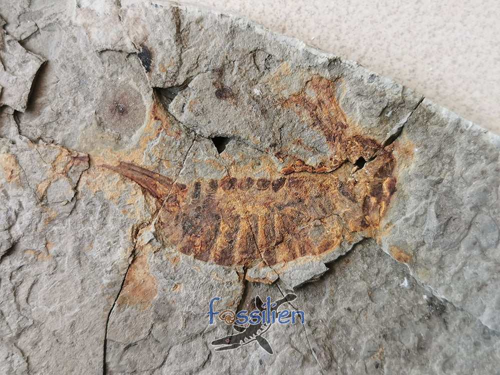 Rare Grasshopper Fossil Insect Specimen