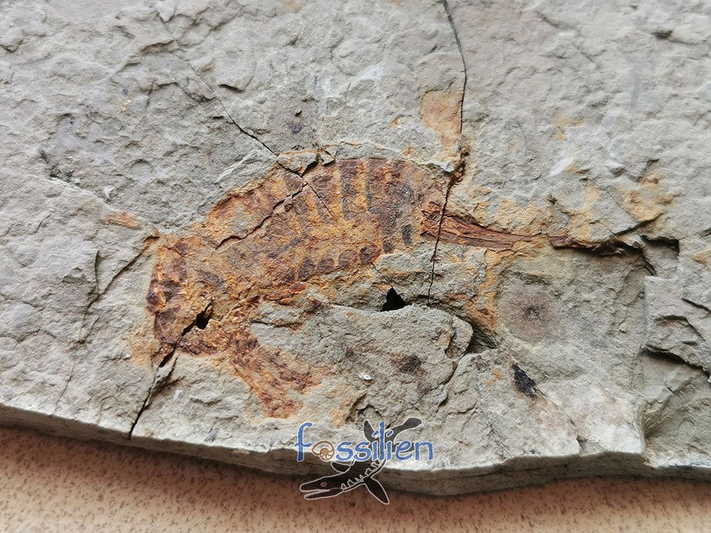 Rare Grasshopper Fossil Insect Specimen