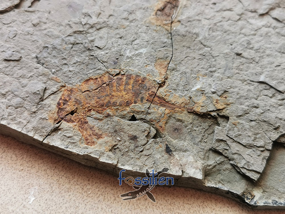 Rare Grasshopper Fossil Insect Specimen