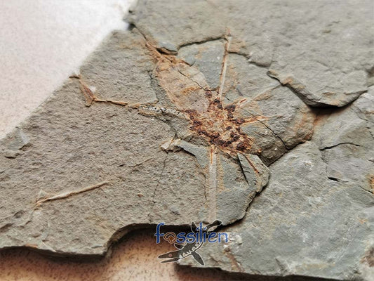 Water Sprider fossil Specimen