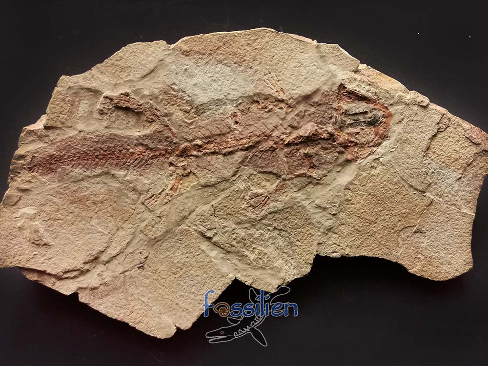 Salamander Fossil with Skin - 10×130×220 mm