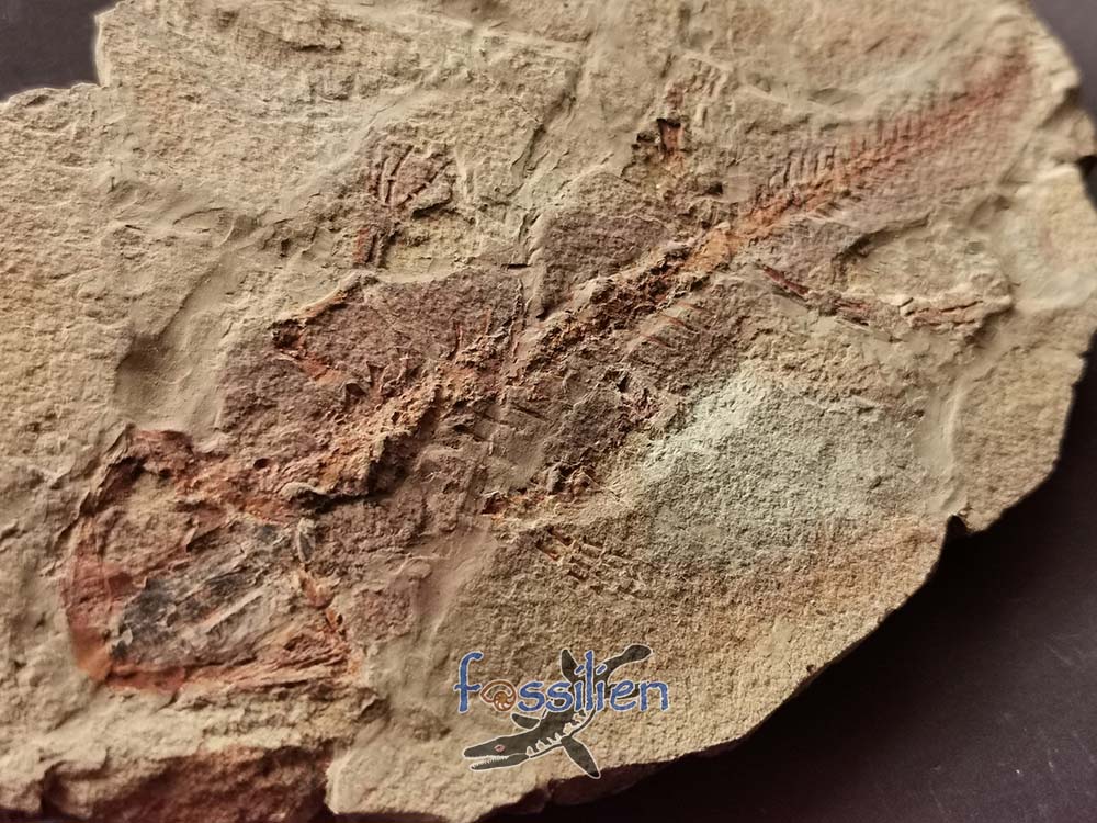 Salamander Fossil with Skin - 10×130×220 mm