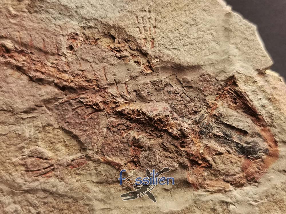 Salamander Fossil with Skin - 10×130×220 mm