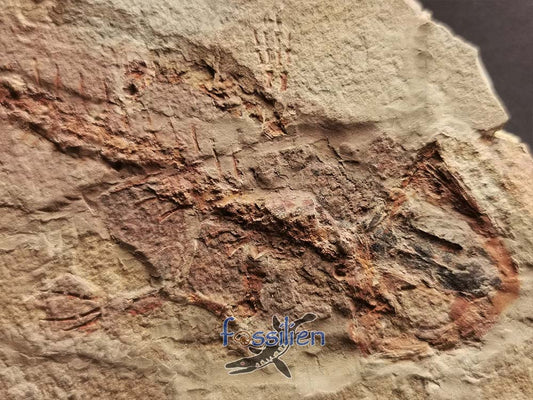 Salamander Fossil with Skin - 10×130×220 mm
