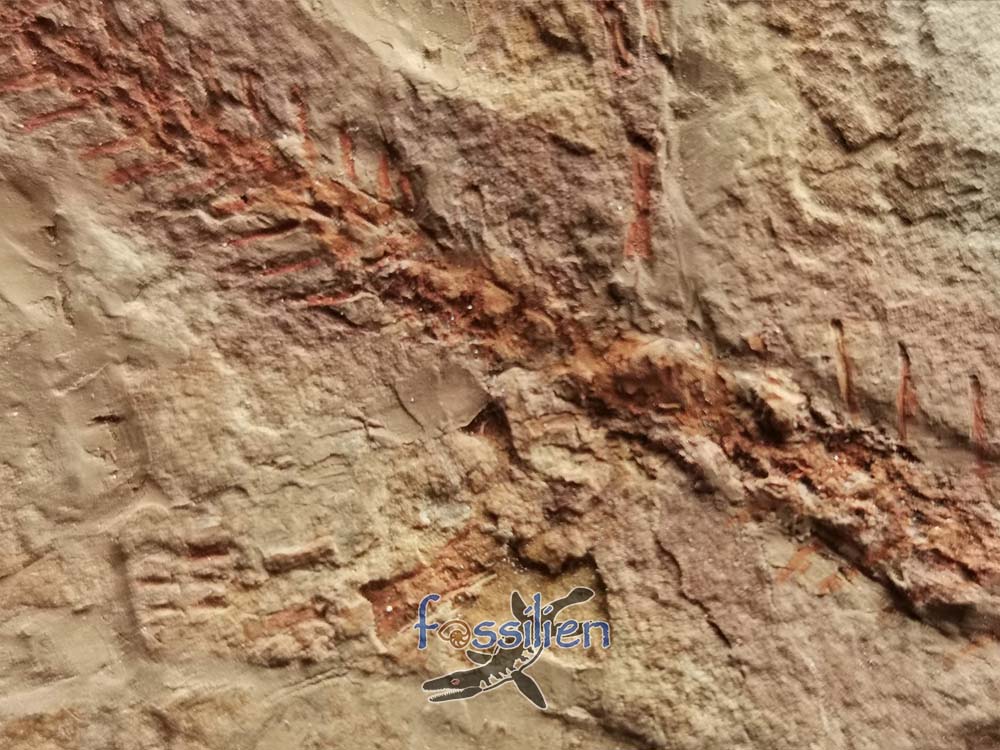 Salamander Fossil with Skin - 10×130×220 mm