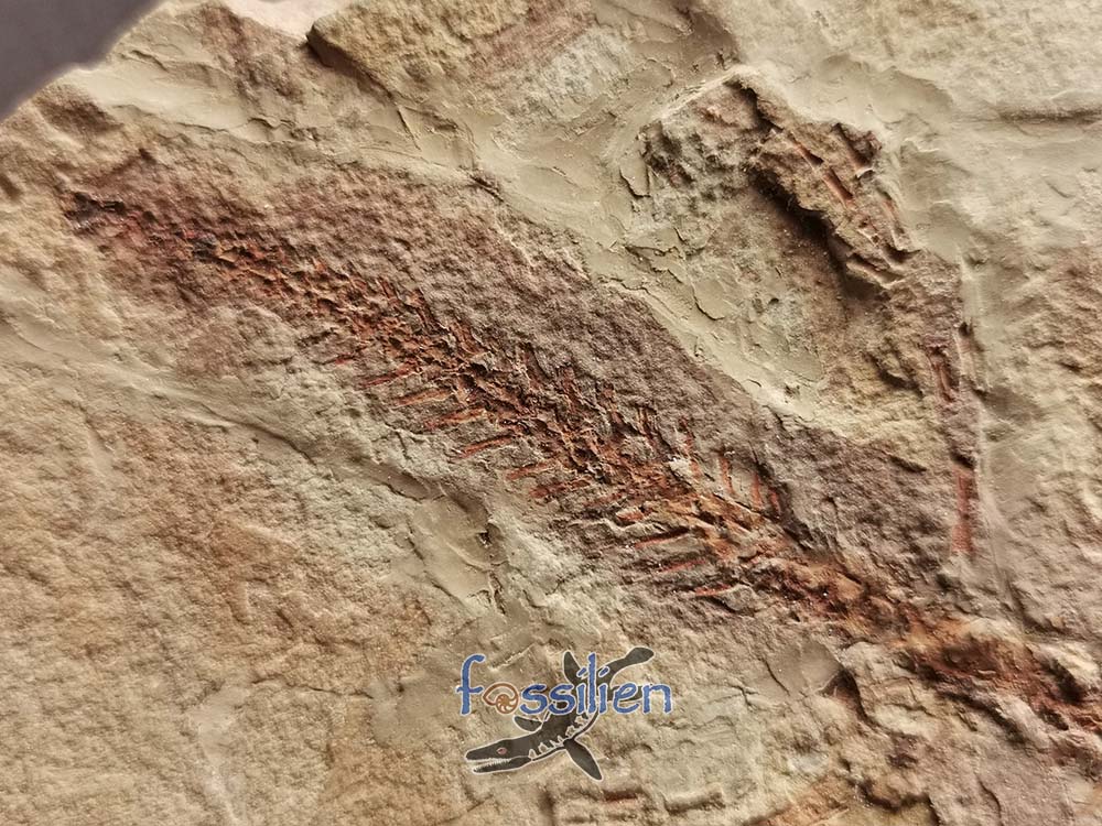 Salamander Fossil with Skin - 10×130×220 mm