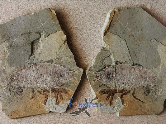 Rare natural shrimp fossil pair specimen from Lower Cretaceous