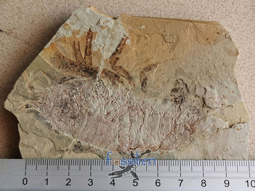 Rare natural shrimp fossil pair specimen from Lower Cretaceous