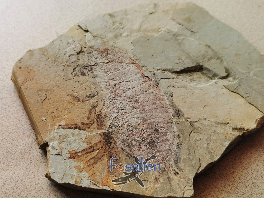 Rare natural shrimp fossil pair specimen from Lower Cretaceous