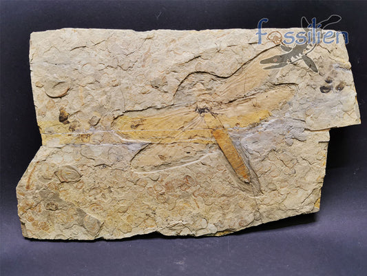 Dragonfly Fossil, Chrysogomphus beipiaoensis
