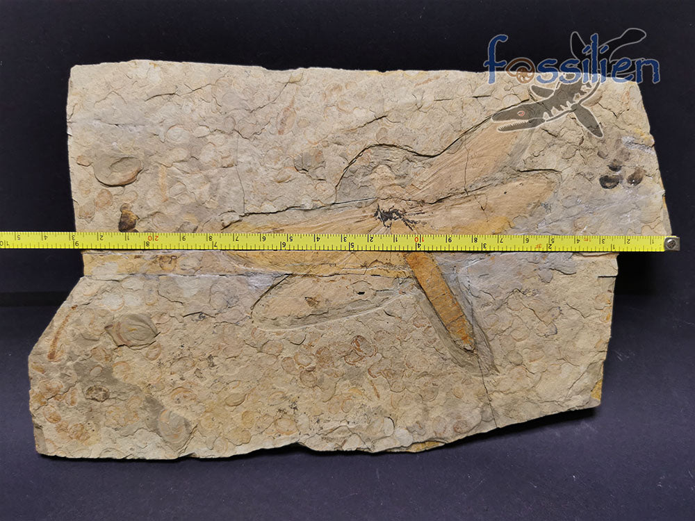 Dragonfly Fossil, Chrysogomphus beipiaoensis