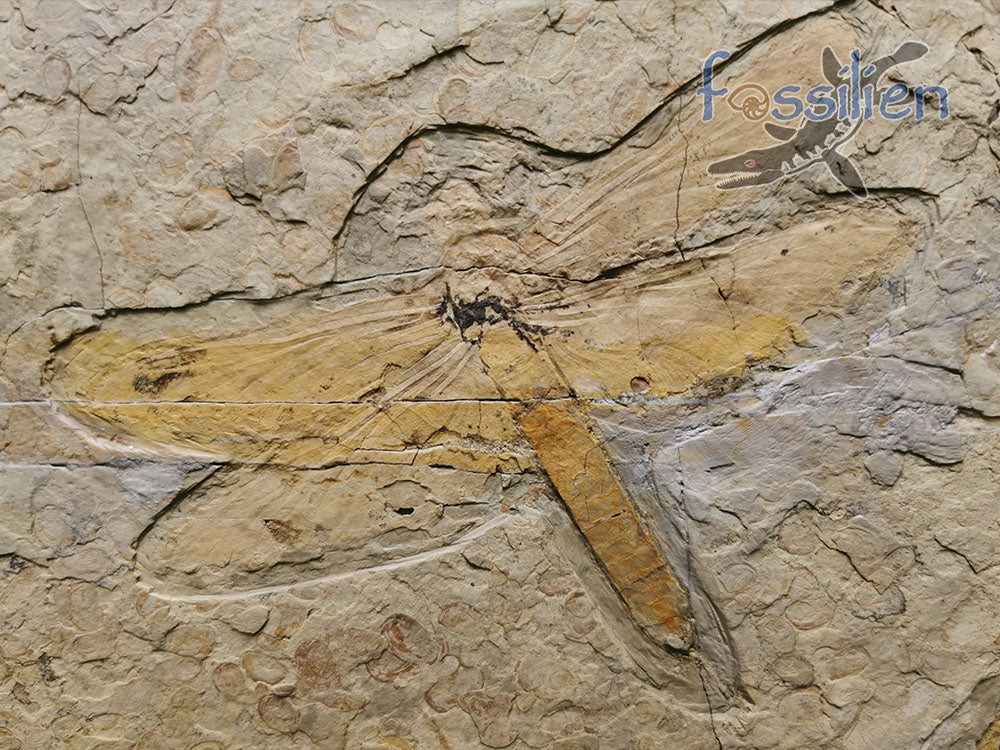 Dragonfly Fossil, Chrysogomphus beipiaoensis