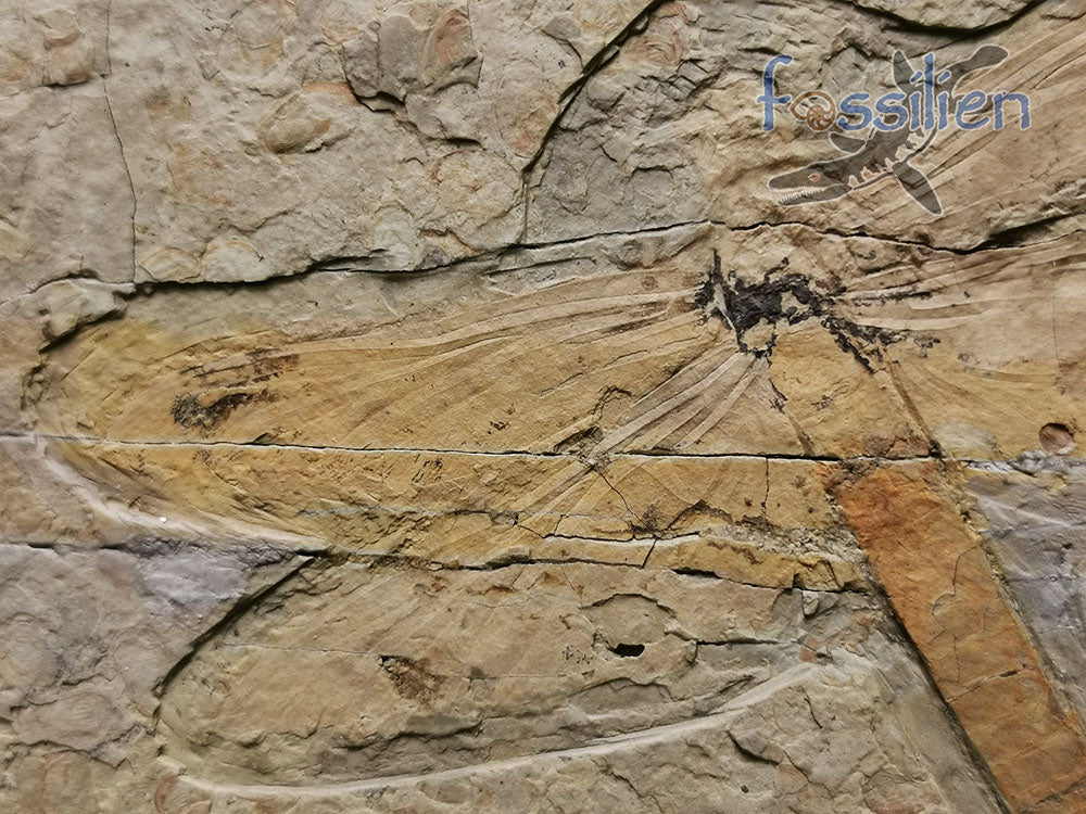 Dragonfly Fossil, Chrysogomphus beipiaoensis