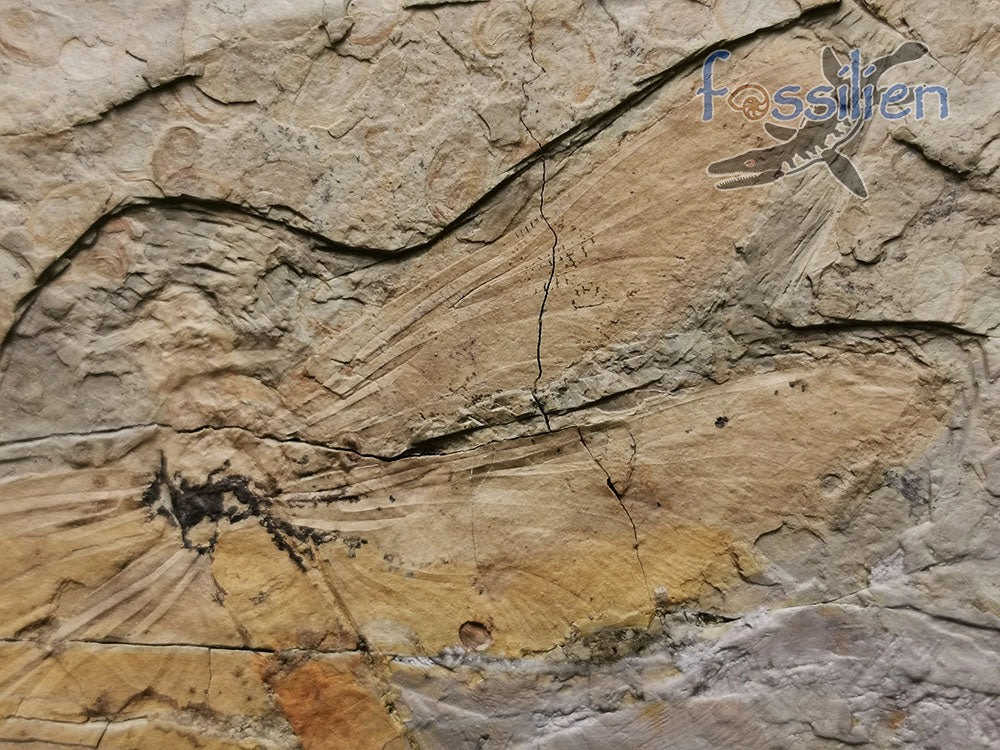 Dragonfly Fossil, Chrysogomphus beipiaoensis