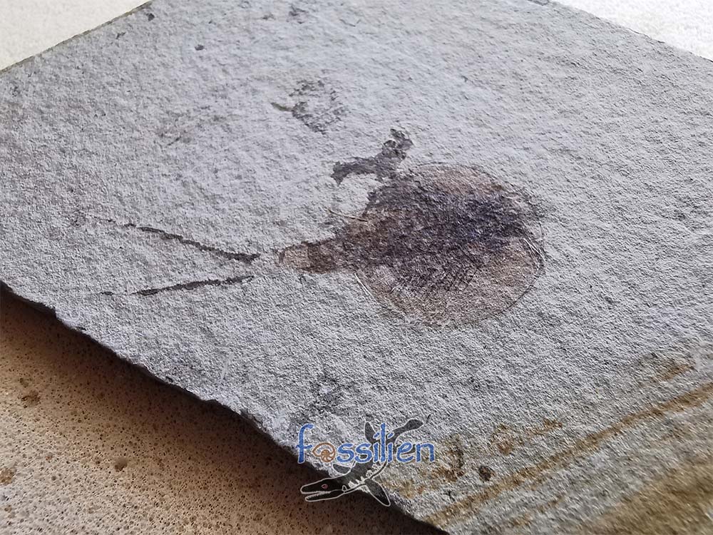 Tadpole Shrimp fossil with fine detail - Notostraca Oleseni