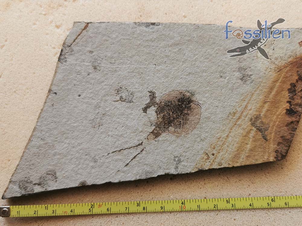 Tadpole Shrimp fossil with fine detail - Notostraca Oleseni