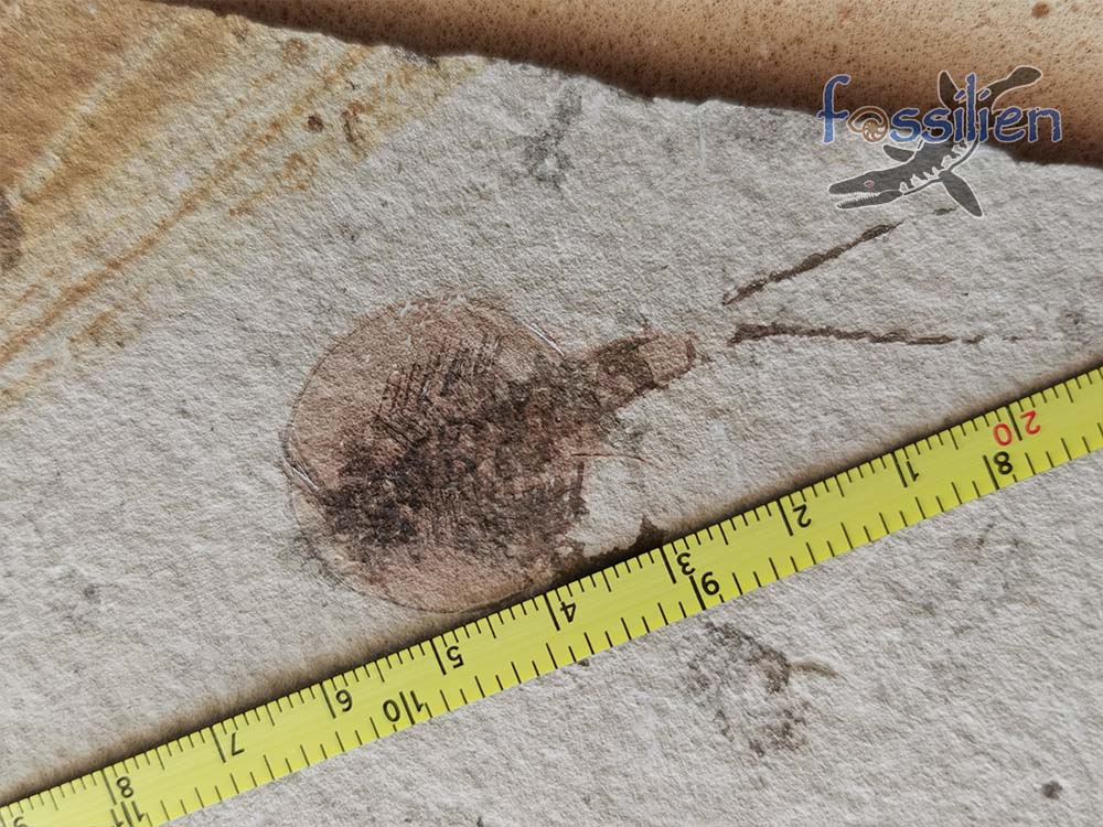 Tadpole Shrimp fossil with fine detail - Notostraca Oleseni