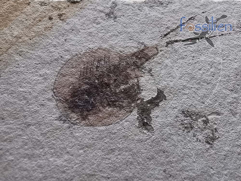 Tadpole Shrimp fossil with fine detail - Notostraca Oleseni