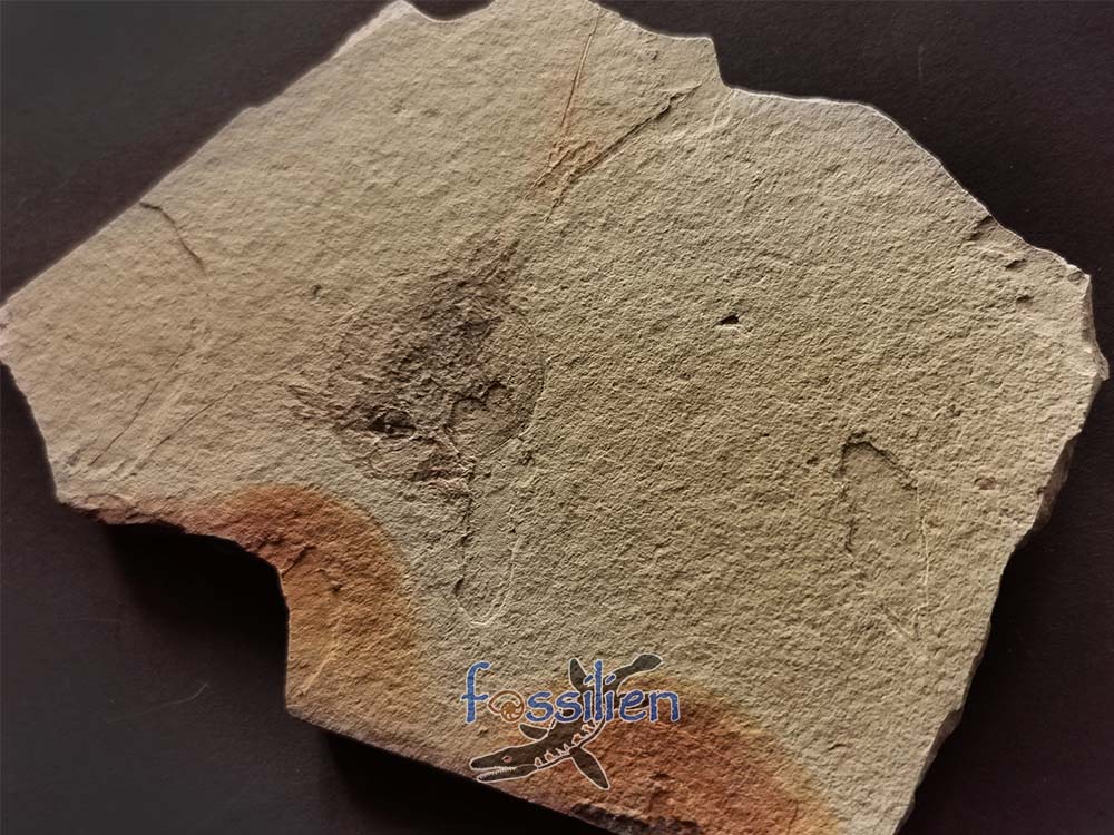 Tadpole Shrimp fossil with fine detail - 165×110×5 mm