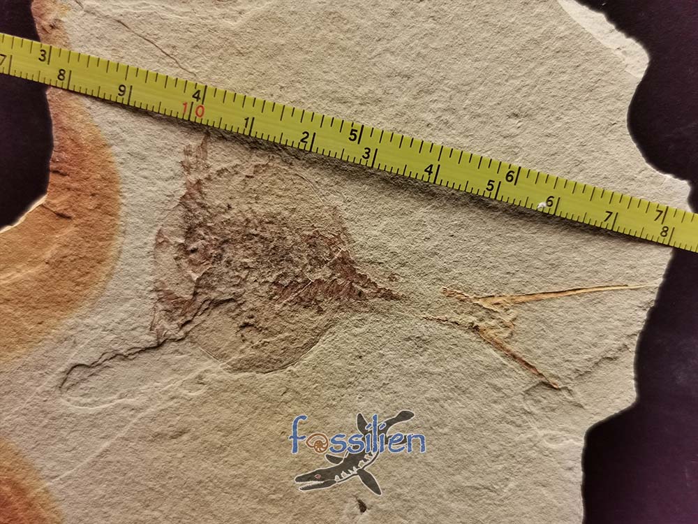Tadpole Shrimp fossil with fine detail - 165×110×5 mm