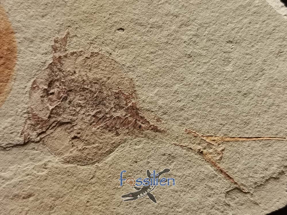 Tadpole Shrimp fossil with fine detail - 165×110×5 mm