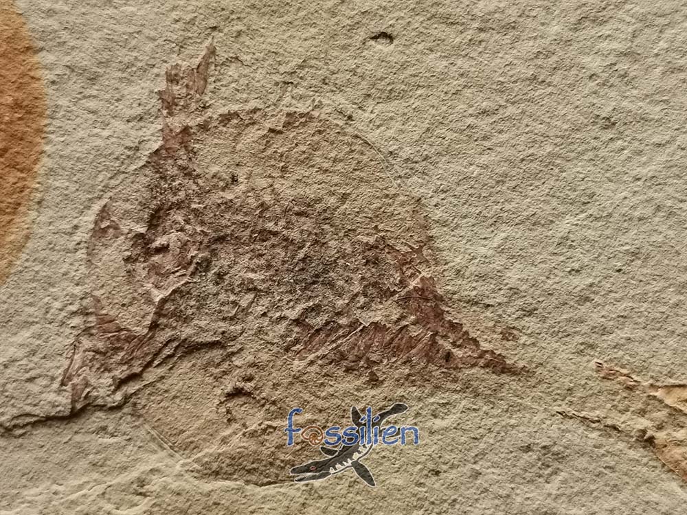 Tadpole Shrimp fossil with fine detail - 165×110×5 mm
