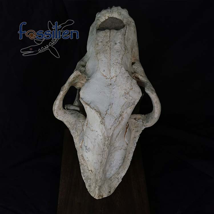 Saber Toothed Cat Skull Fossil - Machairodus Giganteus