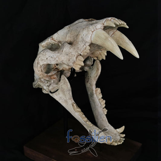 Saber Toothed Cat Skull Fossil - Machairodus Giganteus