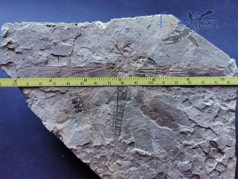 155mm Dragonfly Fossil from Lower Cretaceous