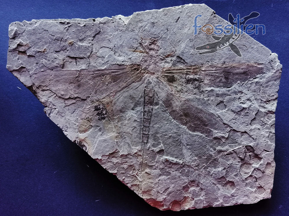 155mm Dragonfly Fossil from Lower Cretaceous