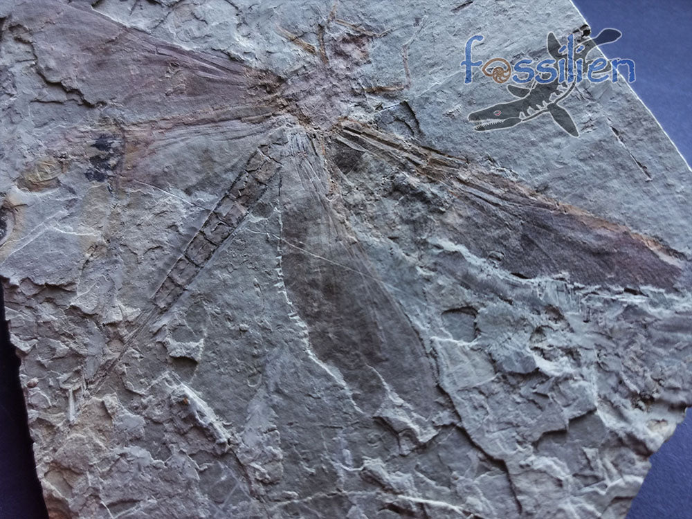155mm Dragonfly Fossil from Lower Cretaceous