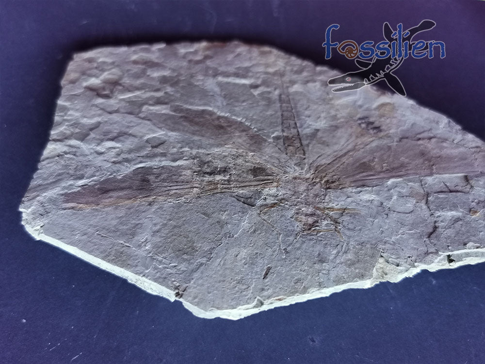 155mm Dragonfly Fossil from Lower Cretaceous