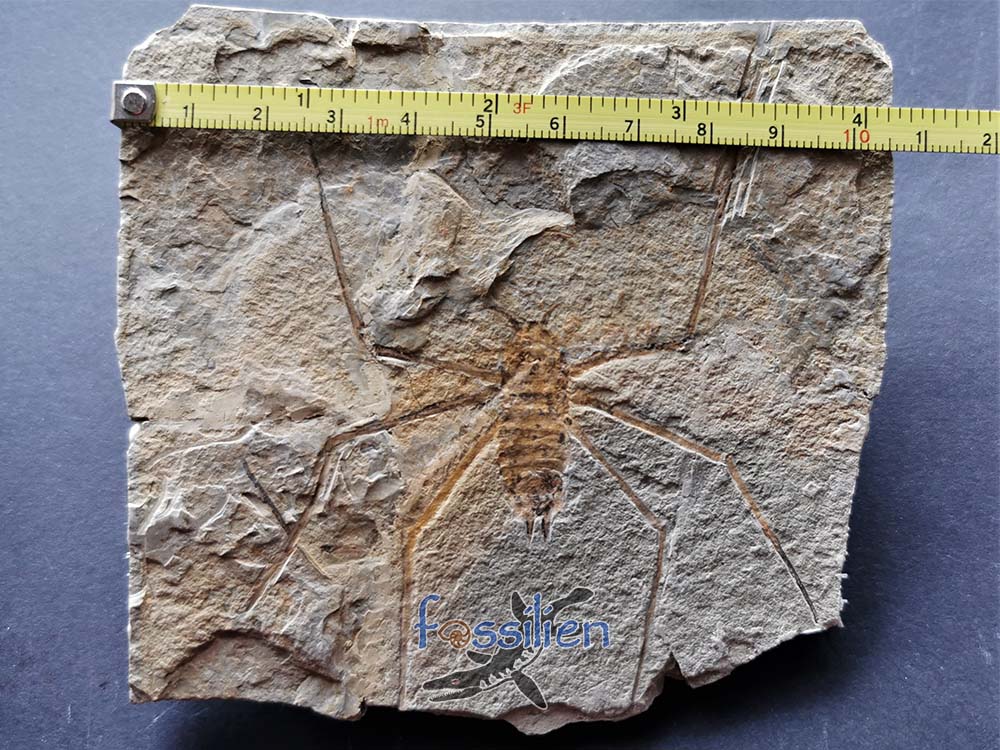 Water Sprider fossil Specimen