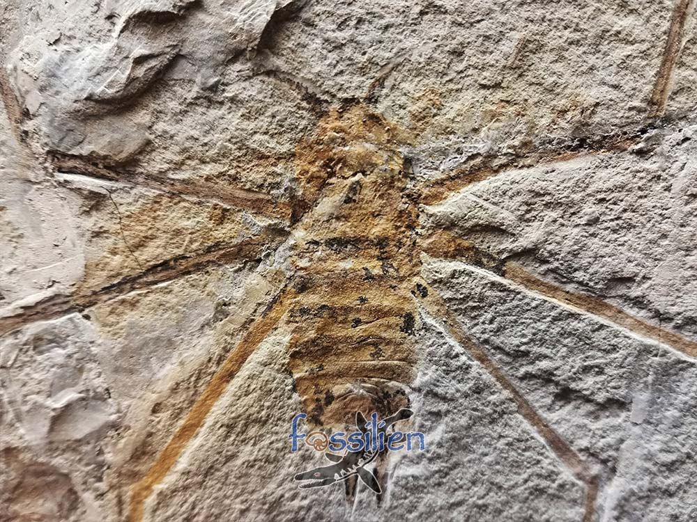Water Sprider fossil Specimen