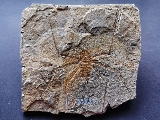 Water Sprider fossil Specimen