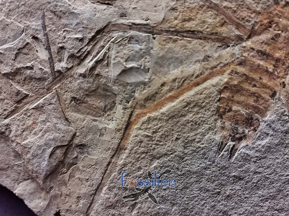 Water Sprider fossil Specimen