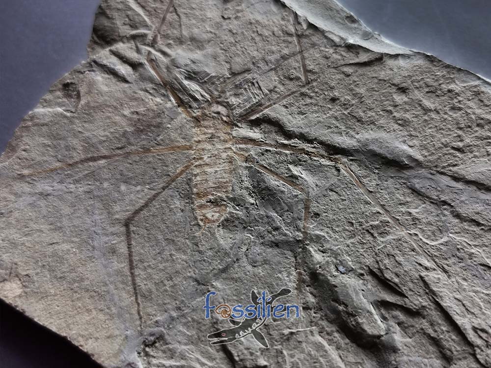 Water Sprider fossil Specimen - 125×93×5 mm