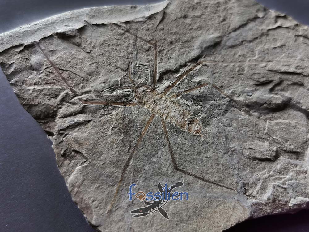 Water Sprider fossil Specimen - 125×93×5 mm