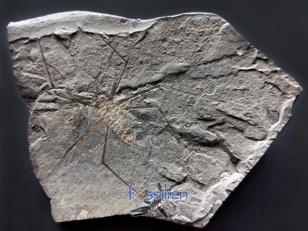 Water Sprider fossil Specimen - 125×93×5 mm