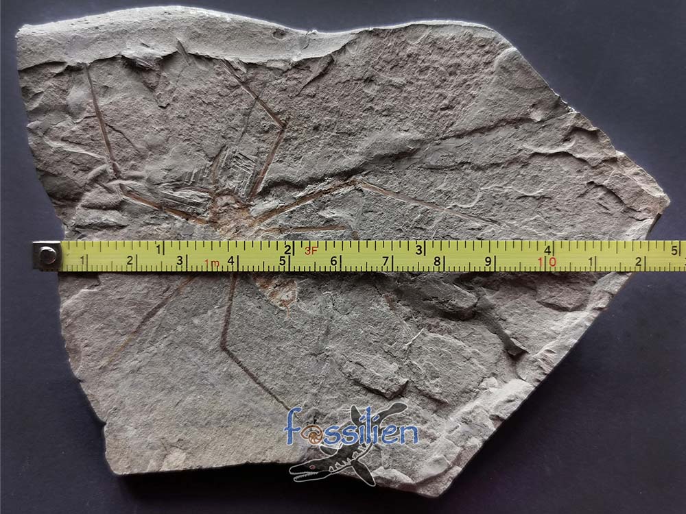 Water Sprider fossil Specimen - 125×93×5 mm